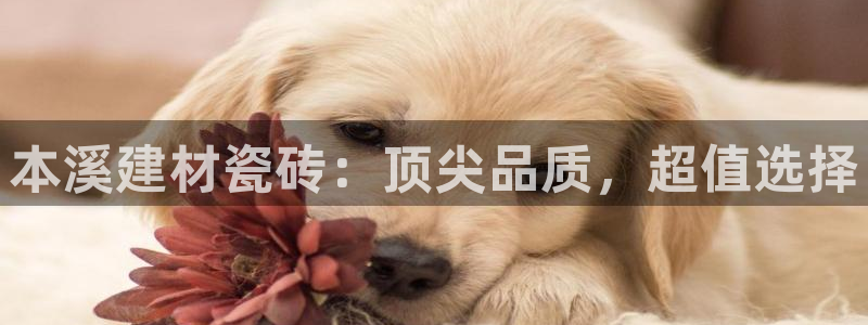 杏鑫平台代理注册登录不了怎么办呀视频